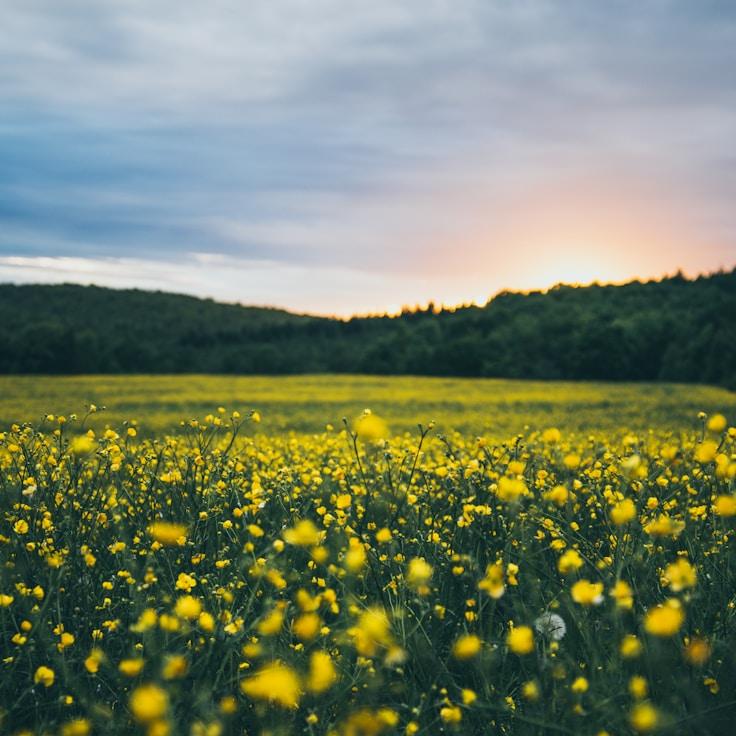 National parks landscape